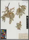 Foto von Salix hastata L.